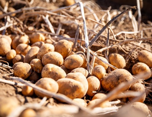 Eine Nahaufnahme von frisch ausgegrabenen, erdigen Kartoffeln, die in einem Haufen auf dem trockenen Ackerboden liegen, vermischt mit verdorrten Pflanzenst&auml;ngeln. Das Licht ist warm und unterstreicht die nat&uuml;rliche Textur der Ernte.