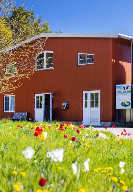 Schwedenrotes Betriebsgeb&auml;ude mit wei&szlig; verkleideten Fenstern und T&uuml;ren, davor eine bunte Blumenwiese mit Tulpen und rechts ein gro&szlig;er Edelstahl-Milchtank mit GEA- und Arla-Logos.