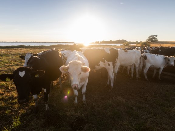 Auf den Wiesen des Salzhaffs grasen junge Rinder