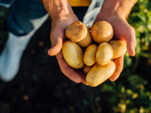 Zwei Hände halten ein paar frische Kartoffeln in die Kamera.