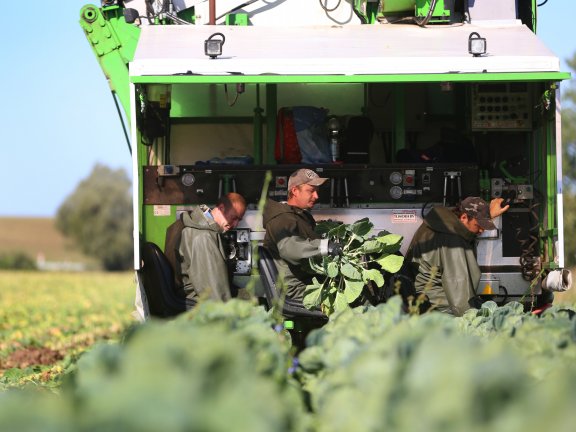 Drei Männer bei der Ernte.