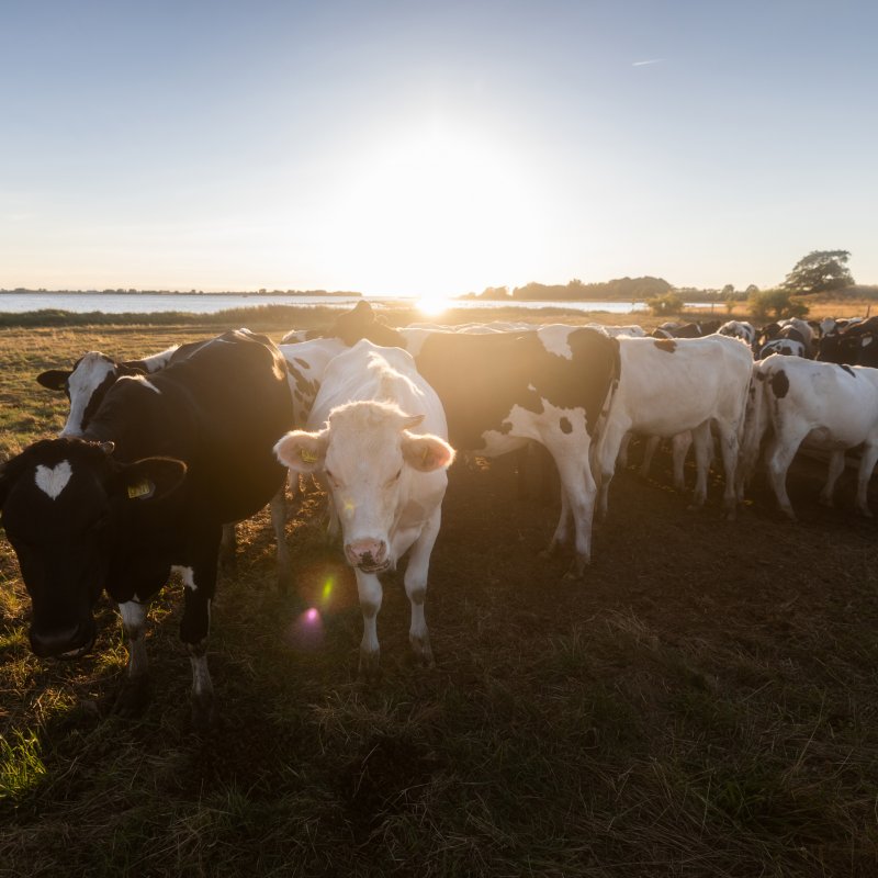 Auf den Wiesen des Salzhaffs grasen junge Rinder