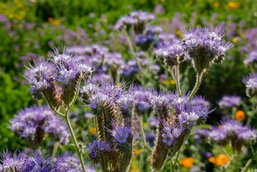 Die Zwischenfrucht Phacelia blüht.