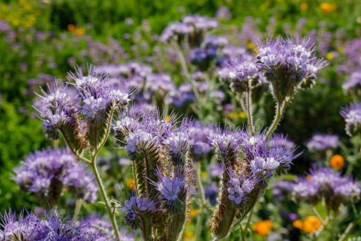 Die Zwischenfrucht Phacelia bl&uuml;ht.