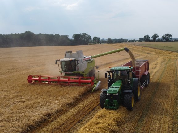 Ein Mähdrescher erntet Getreide und schüttet es auf den Hänger eines Traktors