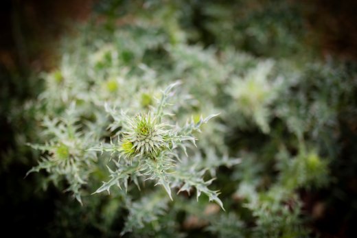 Nahaufnahme einer stacheligen grünen Wildpflanze mit vielen spitzen Blättern, im Hintergrund unscharfes Blattwerk.