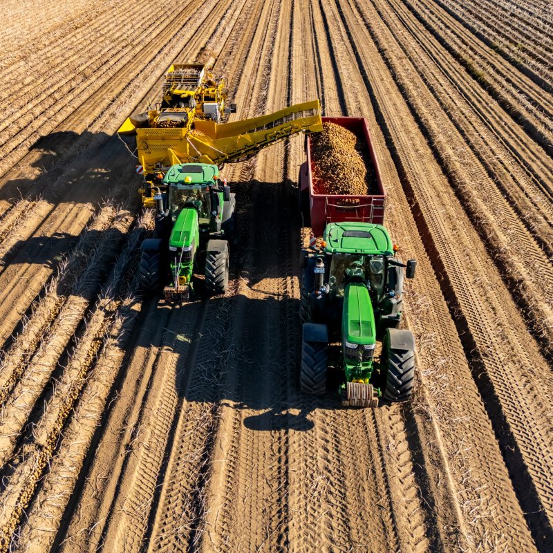 Eine Luftaufnahme einer Kartoffelernte mit einem gelben Vollernter und zwei gr&uuml;nen John Deere Traktoren, die Kartoffeln von einem Endlos-F&ouml;rderband in einen Anh&auml;nger laden.