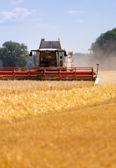 Ein gro&szlig;er M&auml;hdrescher f&auml;hrt auf einem goldenen Getreidefeld und erntet Getreide, im Hintergrund f&auml;hrt ein Traktor neben einem Waldrand bei sonnigem Wetter.