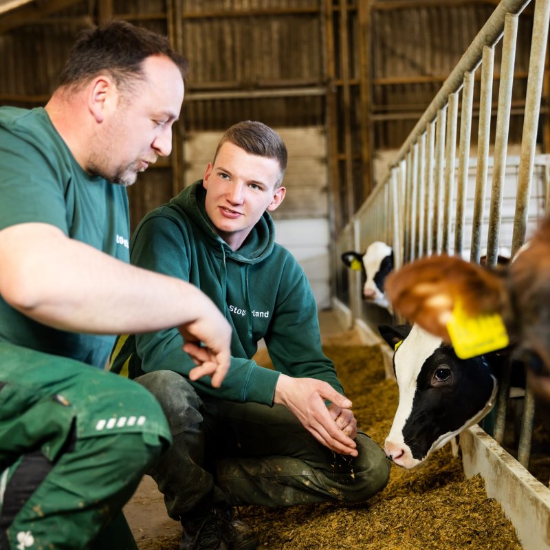 Zwei Landwirte in gr&uuml;ner Arbeitskleidung knien im K&auml;lberstall und streicheln ein schwarz-wei&szlig;es Kalb am Futtergitter.