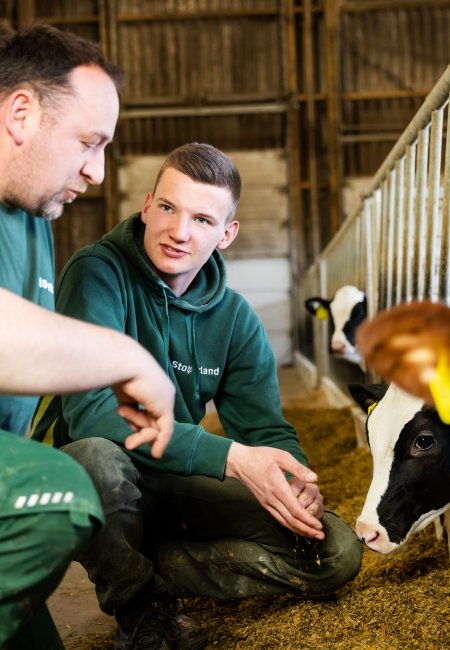Zwei Landwirte in gr&uuml;ner Arbeitskleidung knien im K&auml;lberstall und streicheln ein schwarz-wei&szlig;es Kalb am Futtergitter.