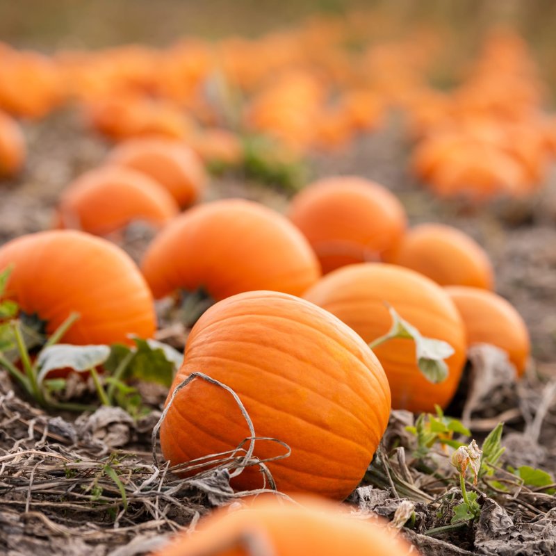 Eine Nahaufnahme aus Bodenh&ouml;he zeigt ein Feld voller leuchtend orangefarbener K&uuml;rbisse, die erntereif auf dem Acker liegen. Im scharfen Vordergrund ruhen mehrere mittelgro&szlig;e, runde K&uuml;rbisse auf trockenem, braunem Erdreich und d&uuml;rrem Pflanzenmaterial. Im H