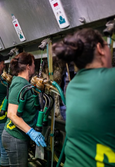 Blick in einen hell ausgeleuchteten, modernen Melkstand mit gr&uuml;nem Gitterboden. Drei Personen in gr&uuml;nen T-Shirts und Arbeitskleidung stehen hintereinander an einer Reihe von K&uuml;hen. Eine Frau im Zentrum tr&auml;gt blaue Schutzhandschuhe und bedient die h&auml;ngende